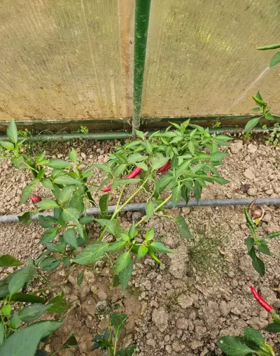 Chilli papričky predaj.
