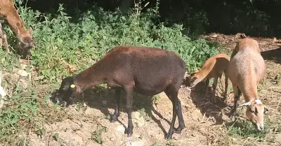 Kamerúnske ovce a Muflóny