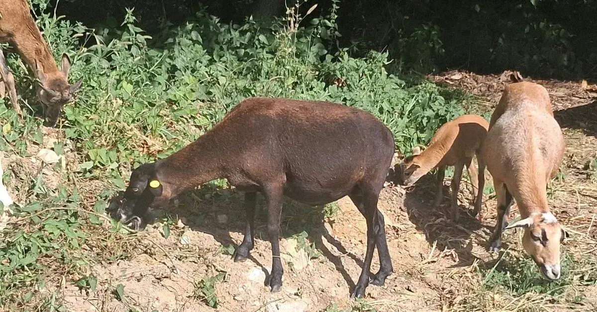 Kamerúnske ovce a Muflóny