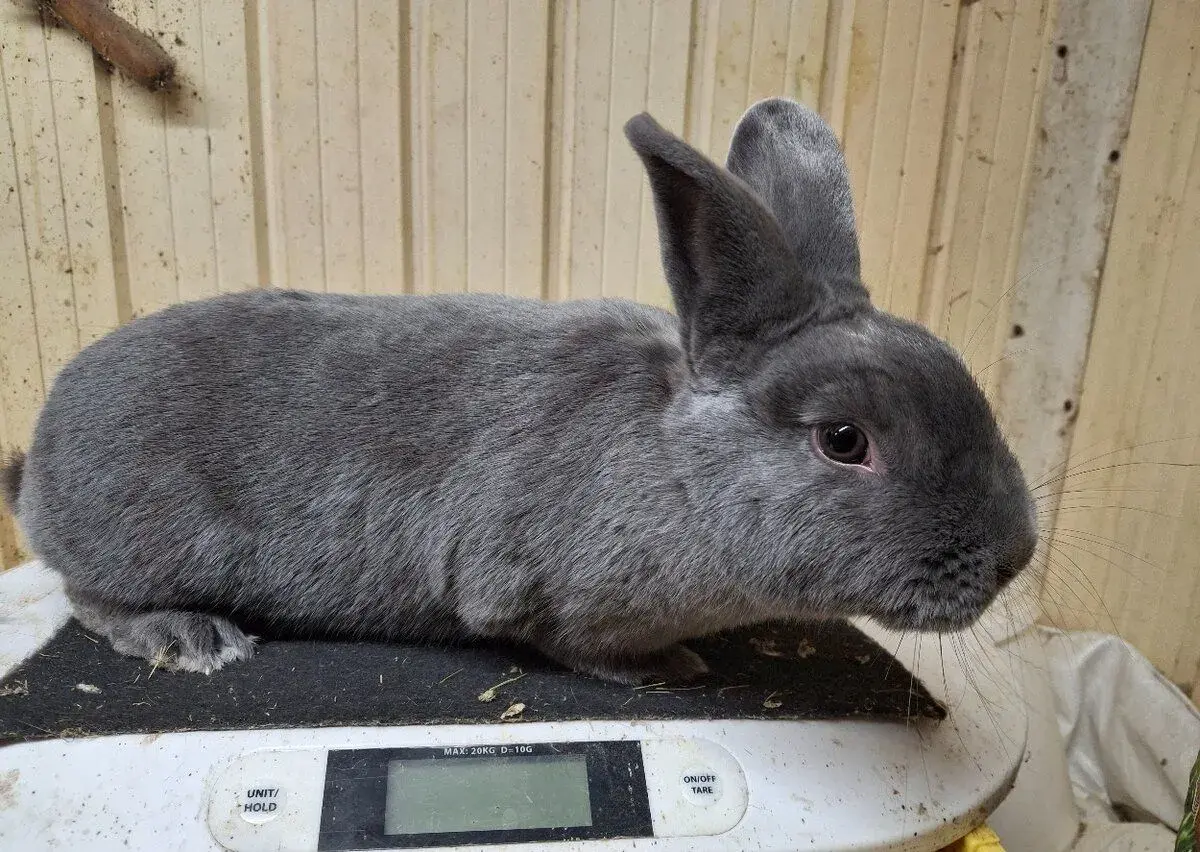 Kraličie mäso