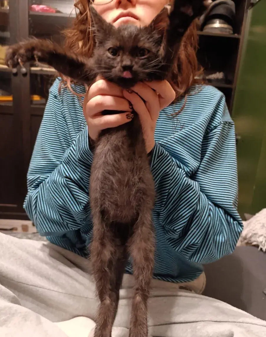 Darujem kocúrika vek 2-3 mesiace je hravý 😺.Čadca a okolie