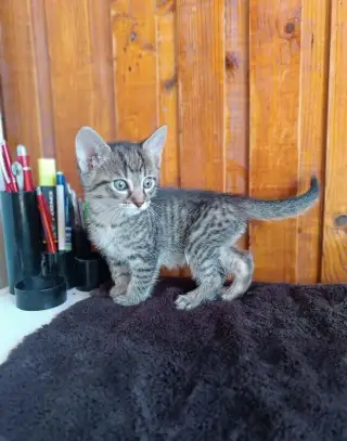 Mačiatka