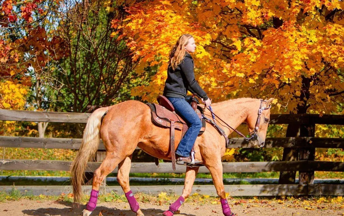 Kobyla QH / AQH