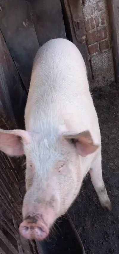 Ošípanú na zárez