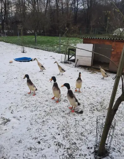 Indicky bezec
