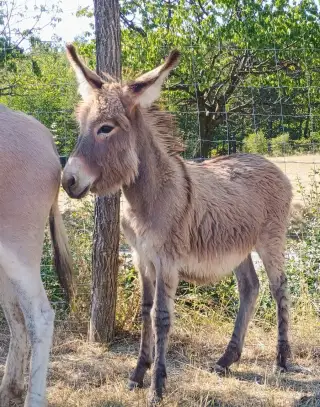 🐴 Maďarský poľný osol somár 🐴
