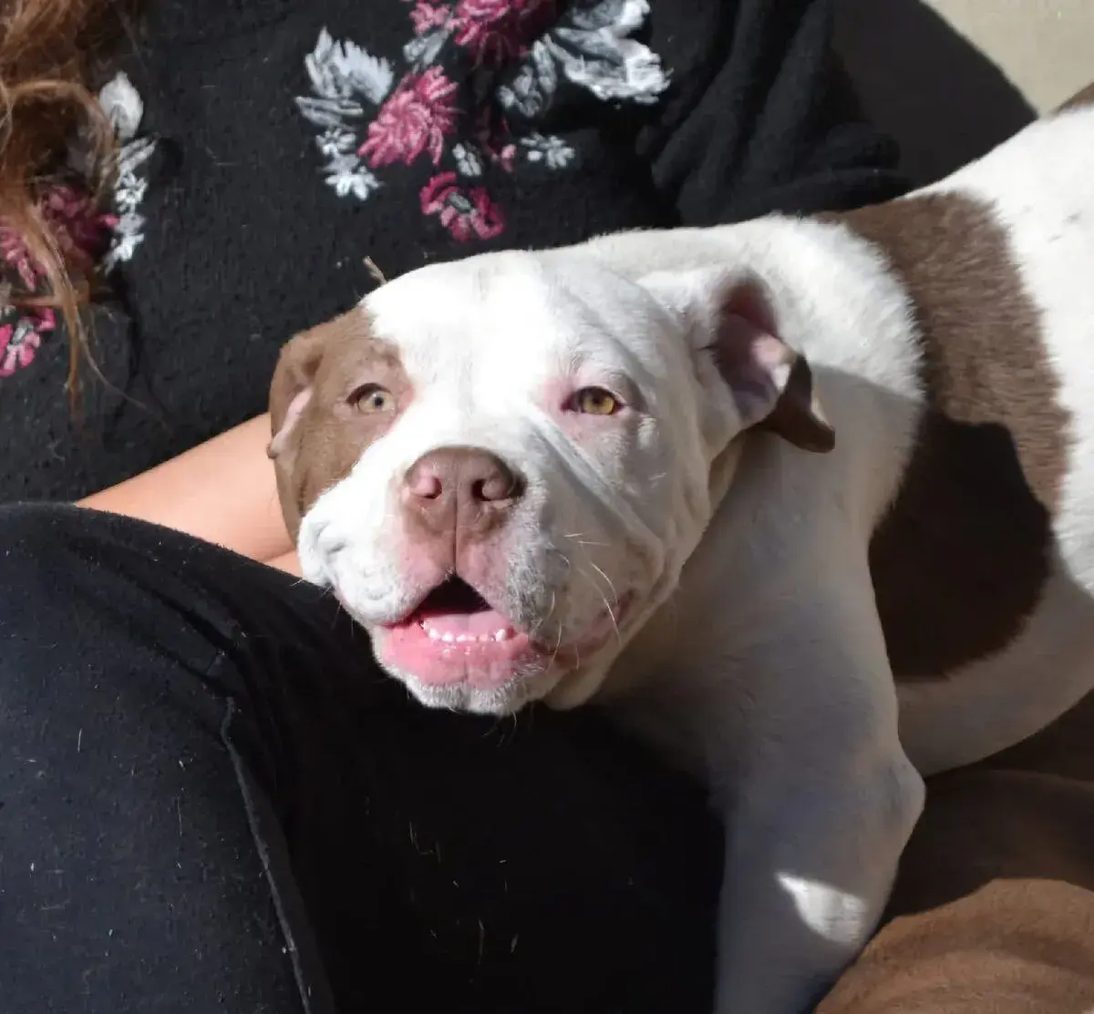 American bully standard