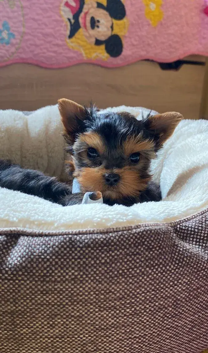 Yorkshirsky terier, york, yorki