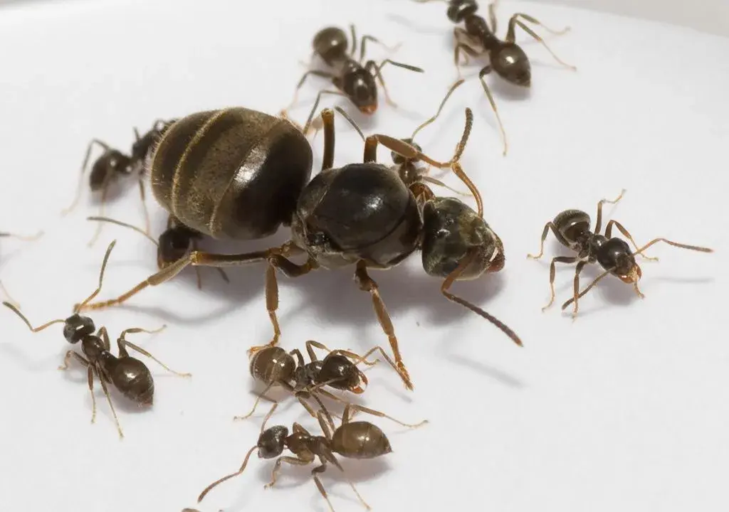 Mravce Lasius vhodné pre chov v interiéry