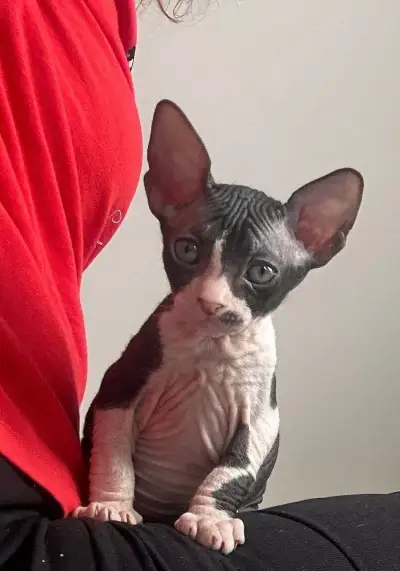 Don Sphynx PP