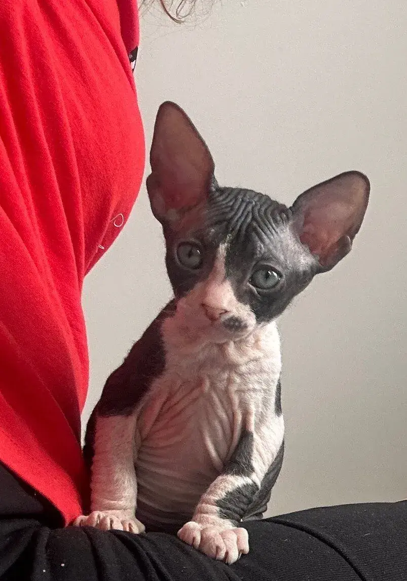 Don Sphynx PP