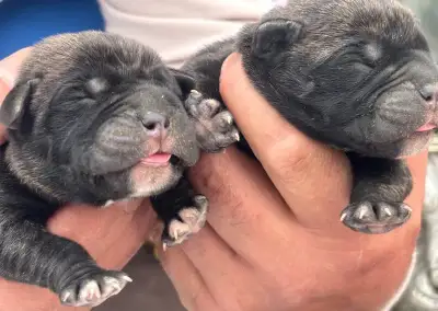 Cane corso