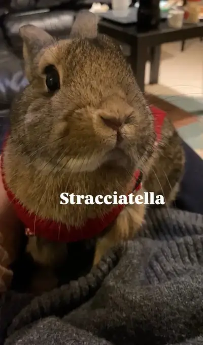 Zakrslý králik