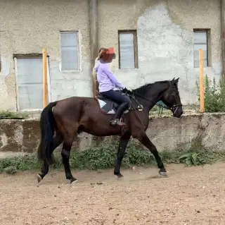 Čierny valach na predaj