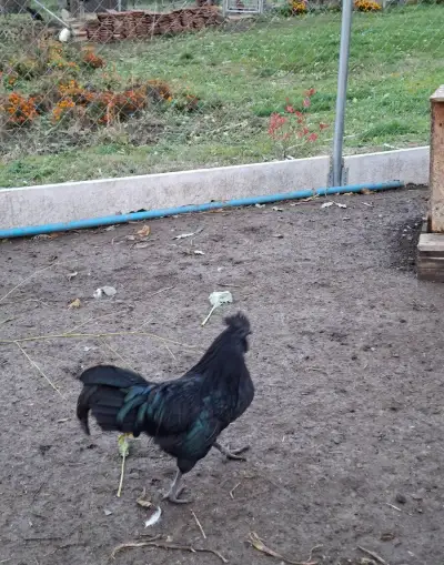 Ayam cemany