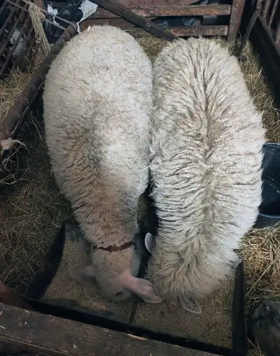 Barany 7 mesačně
