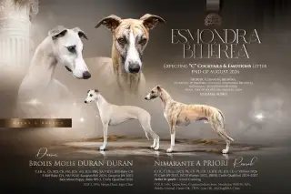 Whippet