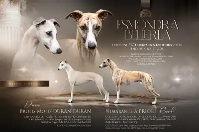 Whippet