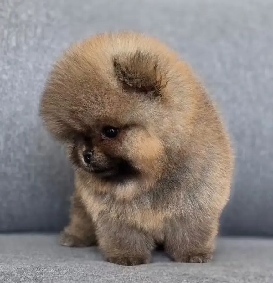Pomeranian