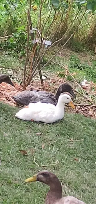 Indický bežec