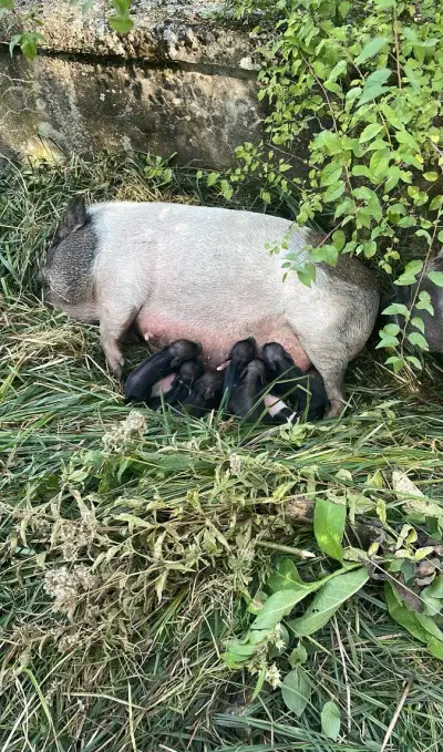 Dvojmesačné Vietnamske prasiatka o tri týždne.