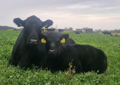 Jalovice z EKO chovu - Aberdeen Angus