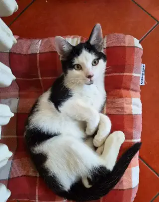 Darujeme mačičku