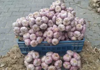 Sadbový cesnak od Pestovateľa