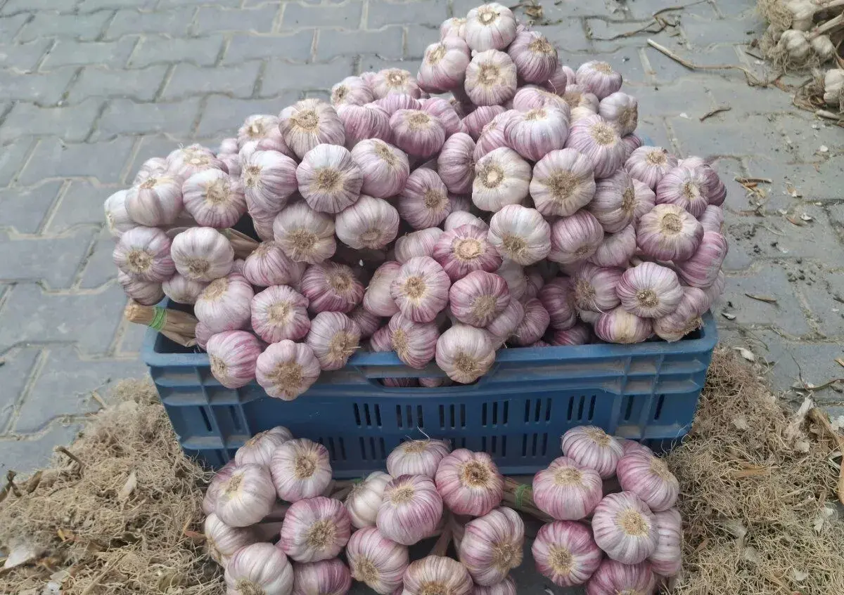 Sadbový cesnak od Pestovateľa