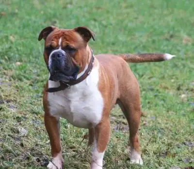 BULLDOG - BULDOG - Kto daruje ?