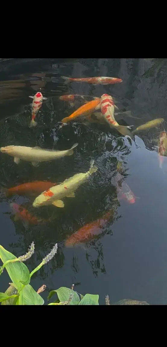 Koi kapor