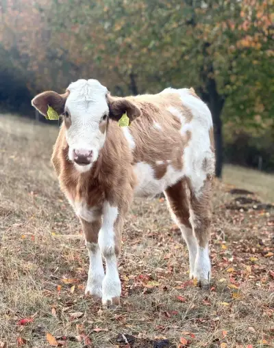 Jalovička charolais / slovenská strakatá