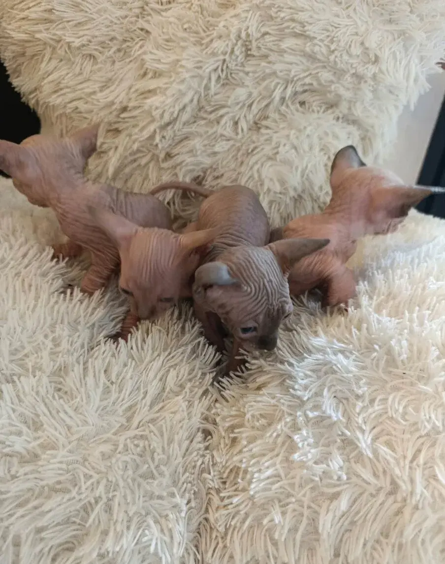 Mačiatka sphynx
