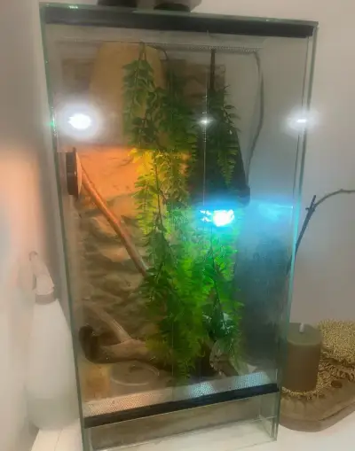 Chameleón s terarium