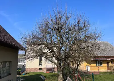 Strihanie a orez ovocných stromov