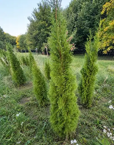 Thuja/Tuja Smaragd