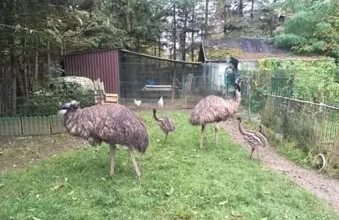 Pštrosy emu