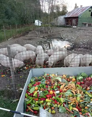 Prasatá husy kačky