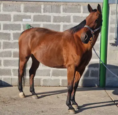 FURIOSO kobyla - LACNO
