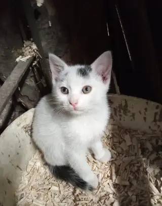 Darujem mačiatka