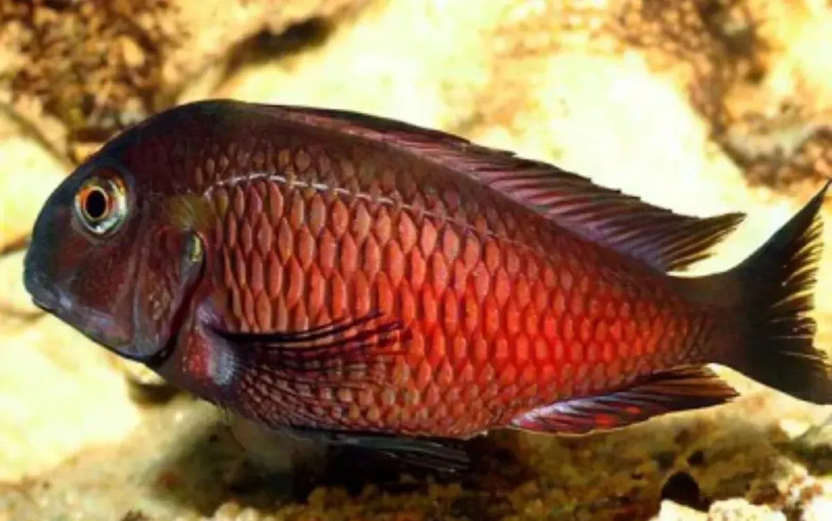 Tropheus Red Kalindi