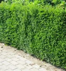 Tis obyčajný (Taxus baccata)