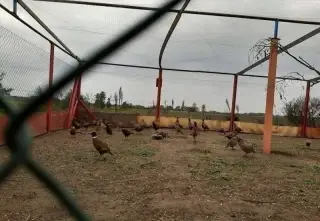 Siete na voliere