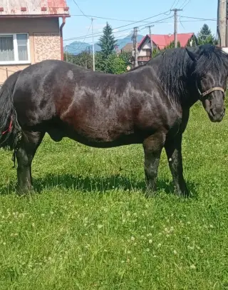 Ťažného koňa