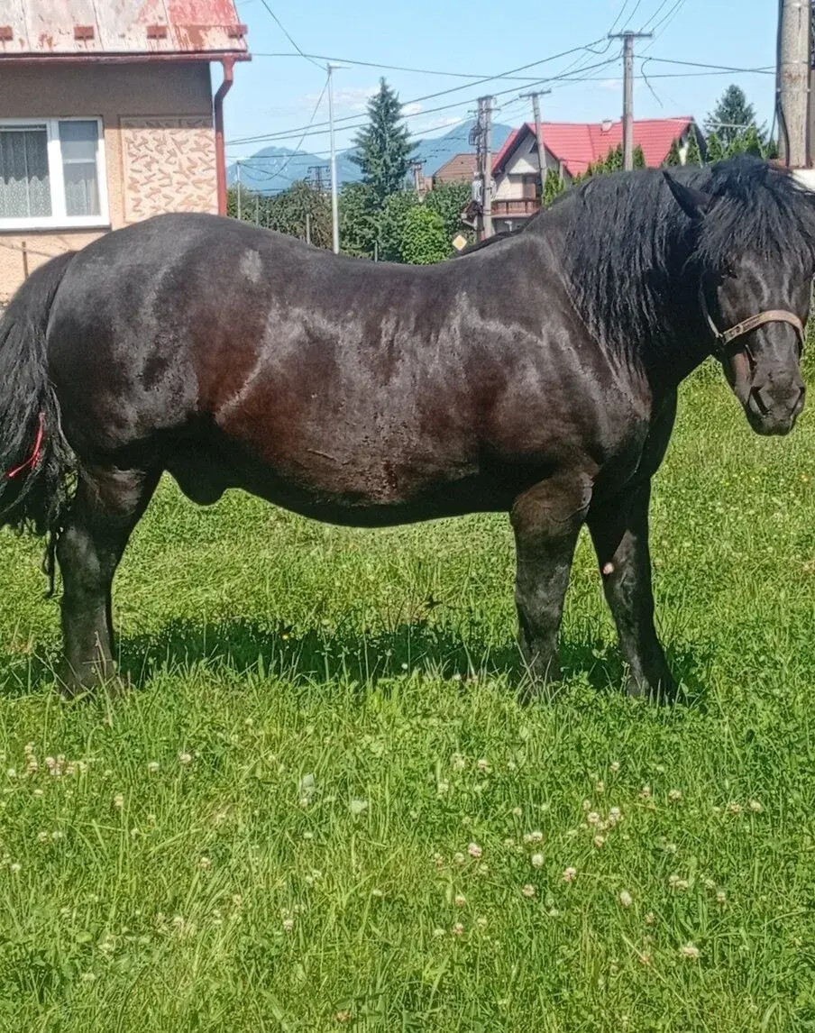 Ťažného koňa