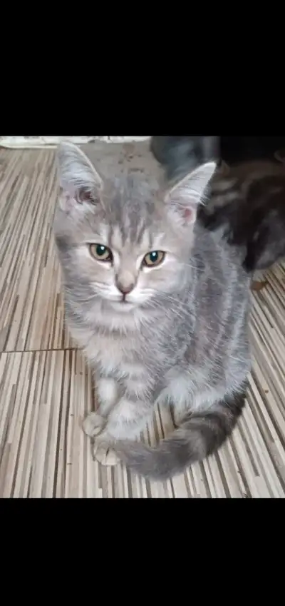 Britske maciatka