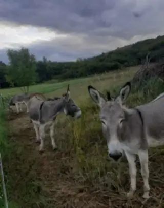 Somárika