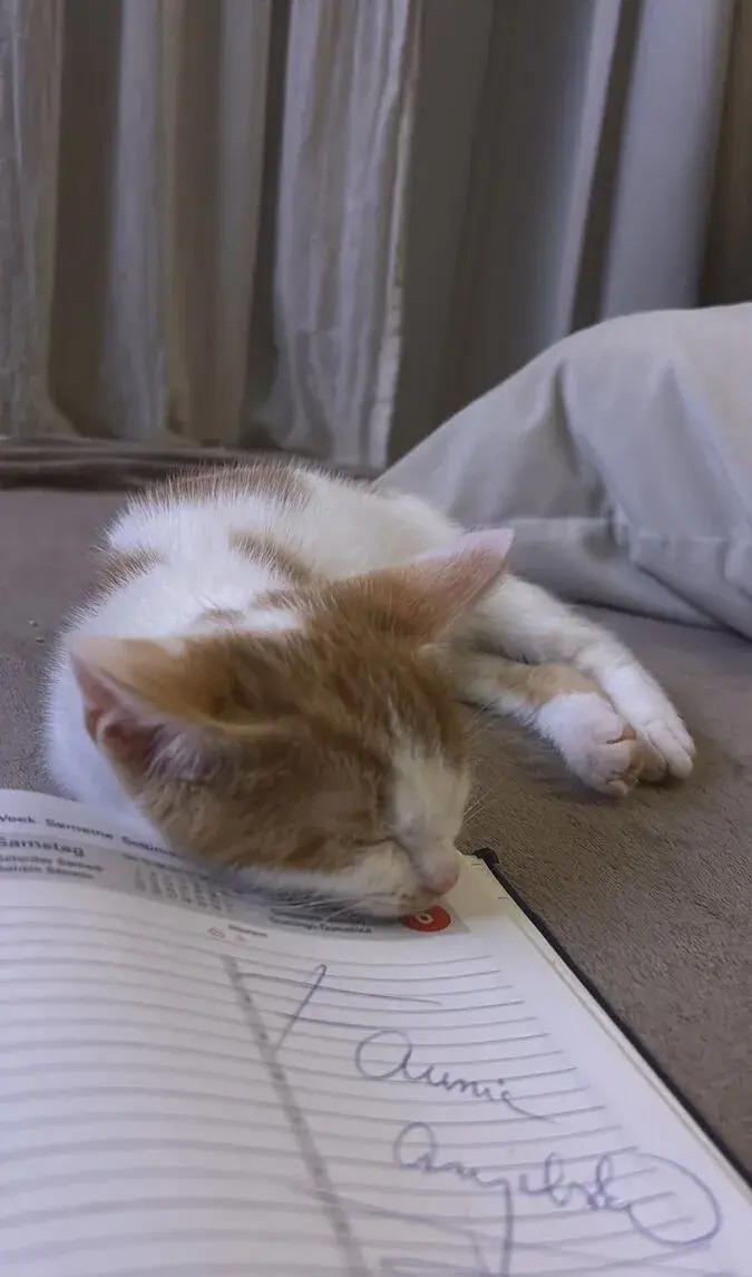 🐾🩷 NÁDHERNÝ RIŠKO HĽADÁ SVOJU MILUJÚCU RODINKU 🩷🐾