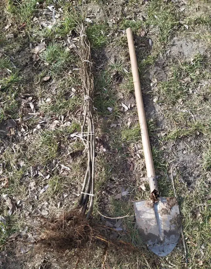 Lipa, moruša a medonosné dreviny