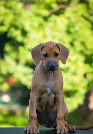Rhodesian ridgeback